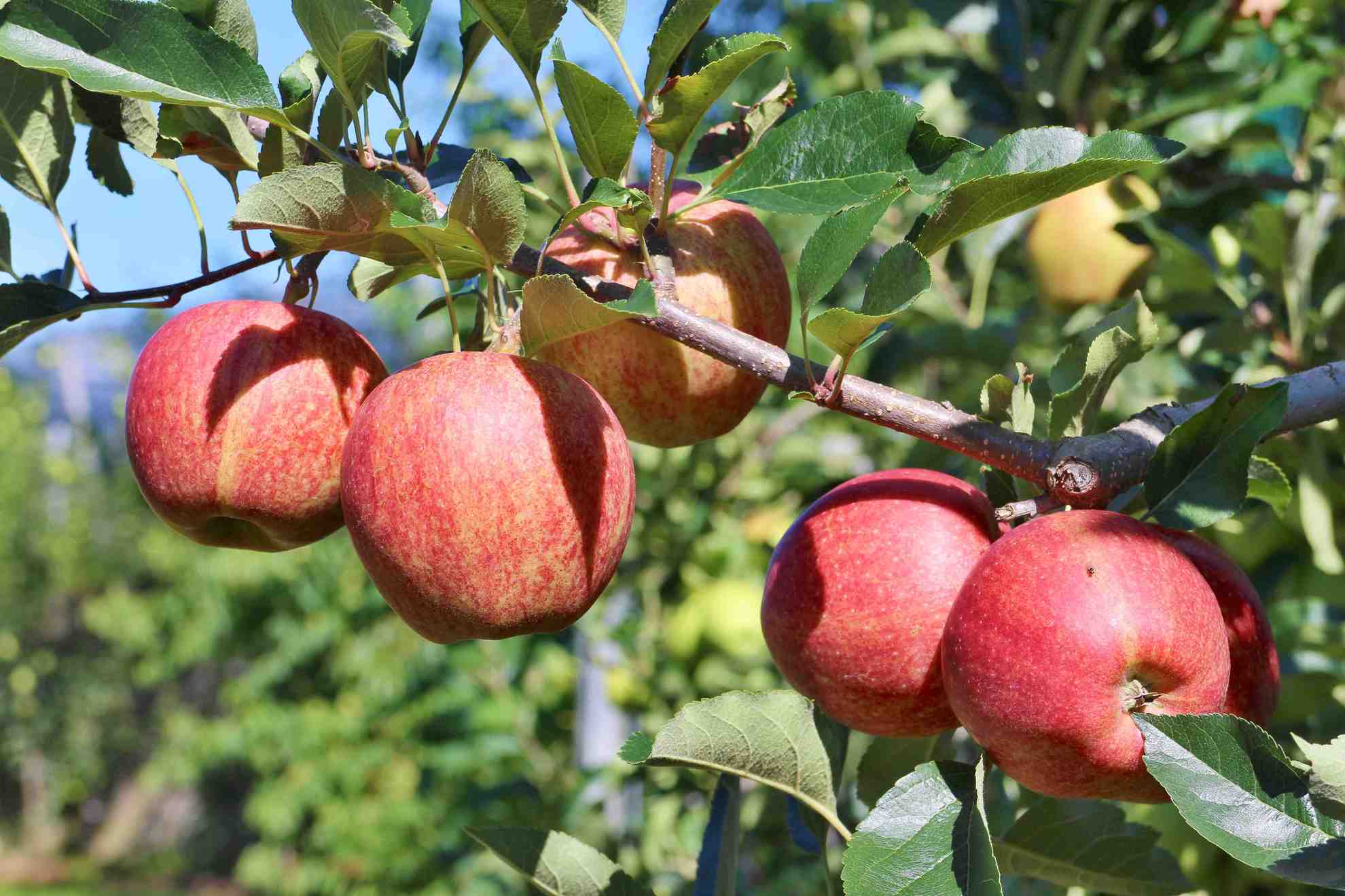 Carino Mele: la produzione